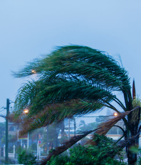 Palm tree blowing in hurricane winds